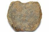 Hadrosaur (Edmontosaurus) Caudal Vertebra Centrum - South Dakota #316925-2